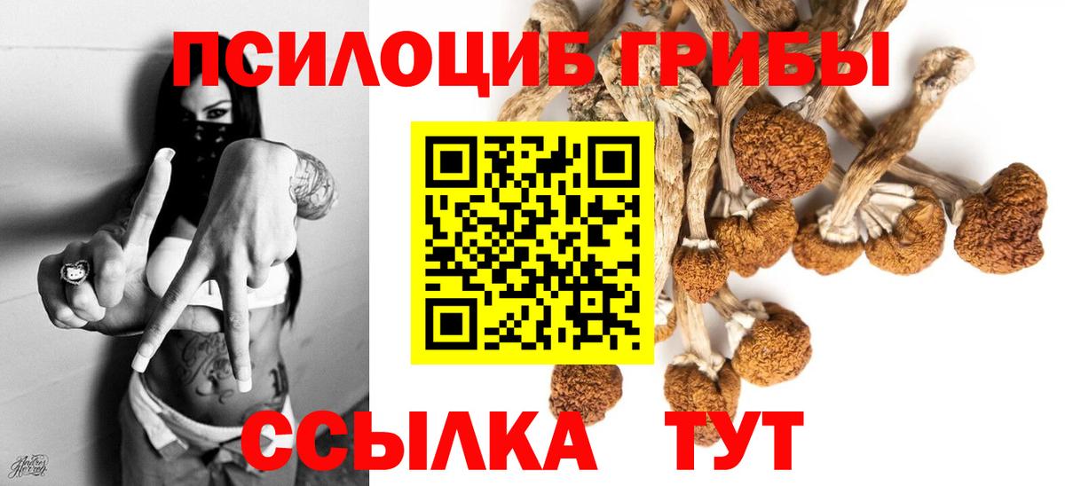 Галлюциногенные грибы Psilocybine cubensis Губаха